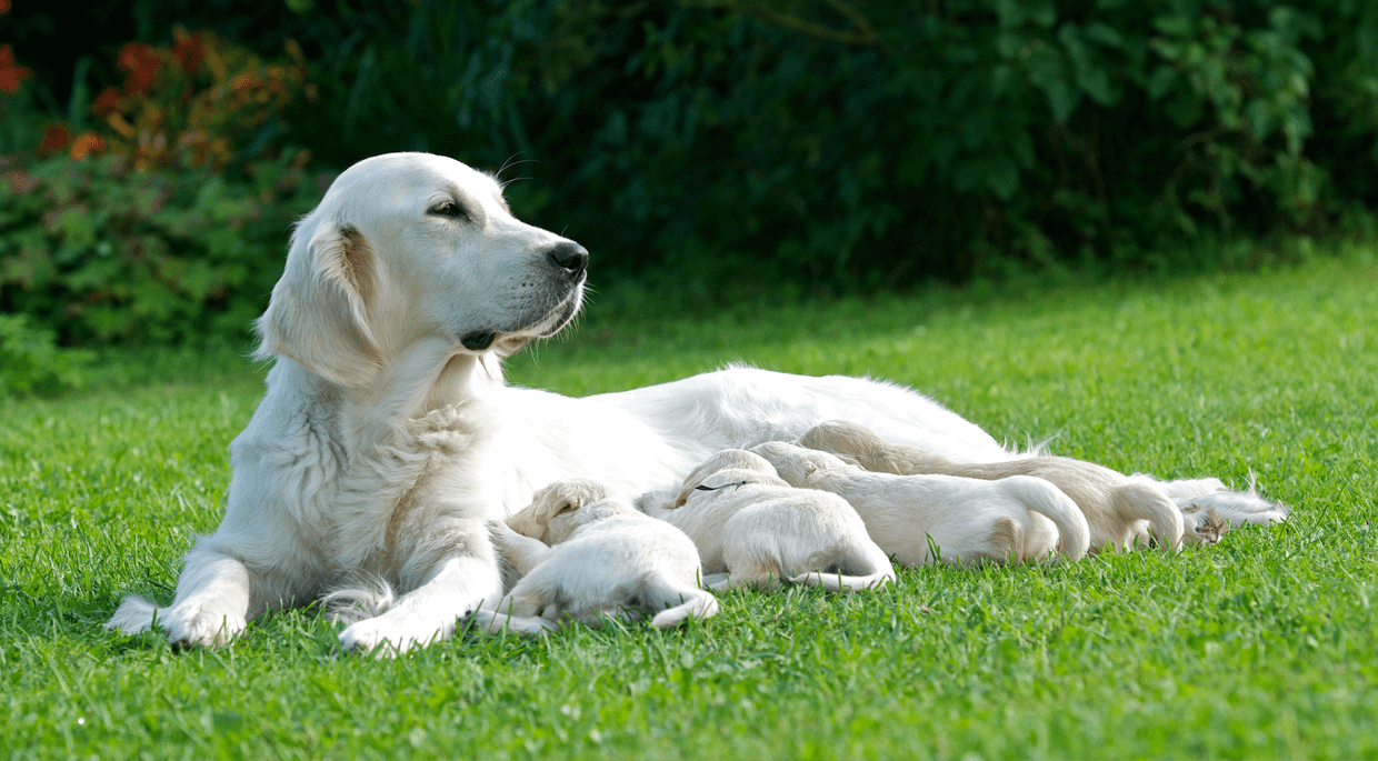 labrador mom and puppies