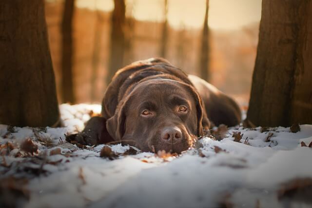 labrador on forest floor