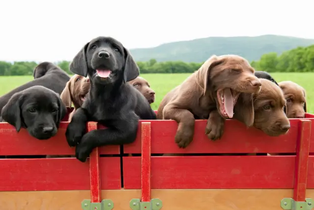 Labrador puppies