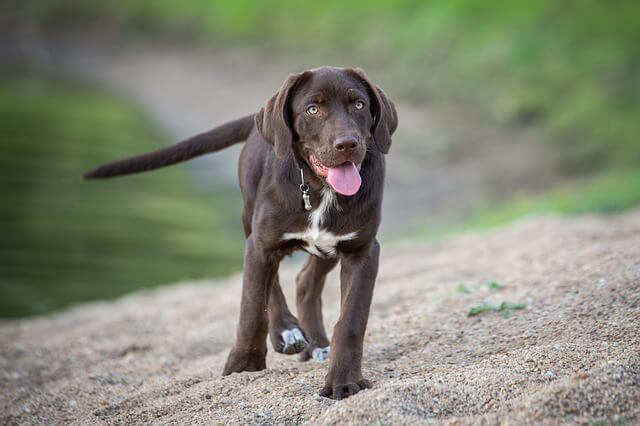 cachorro labrador