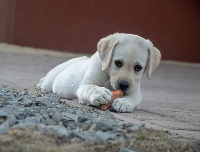 labrador puppy eating carrot