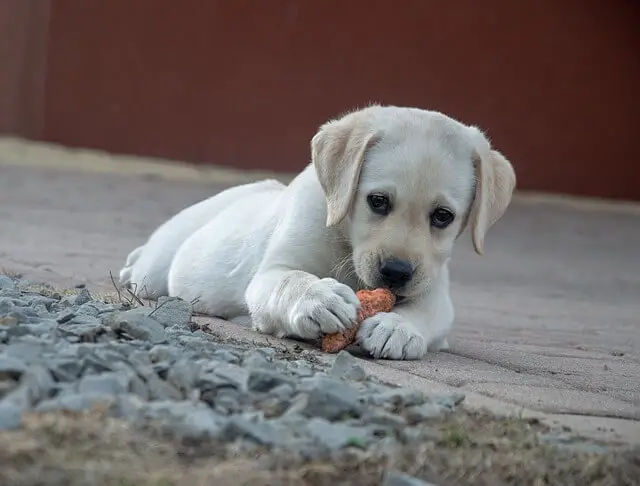 cachorro labrador comiendo zanahoria