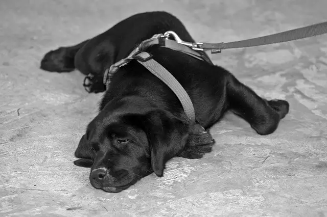 labrador puppy