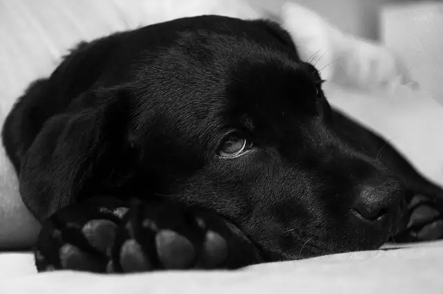 cachorro labrador tendido