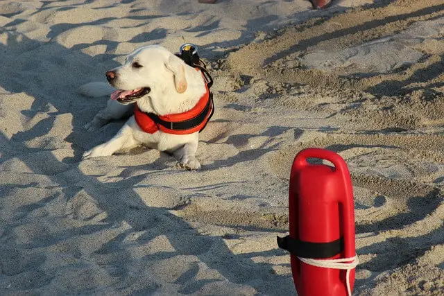 Labrador retriver