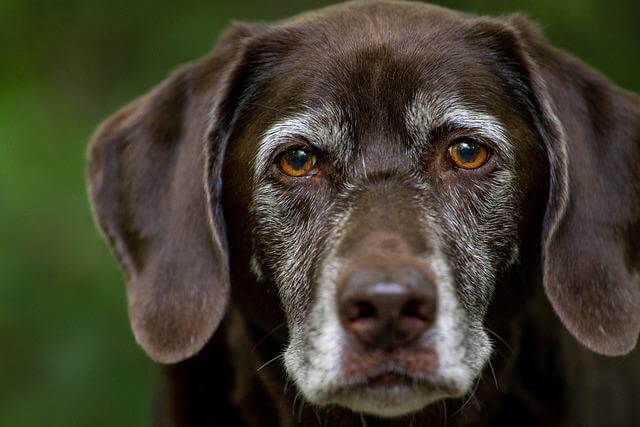 labrador-retriever