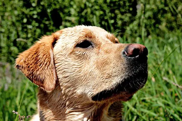 Labrador Retriever