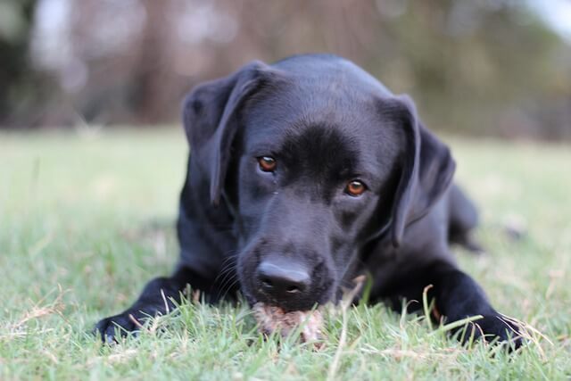 labrador retriever laying