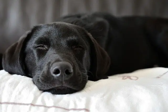 labrador-retriever puppy on bed