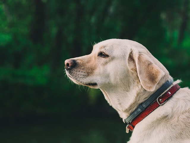 labrador-retriever senior