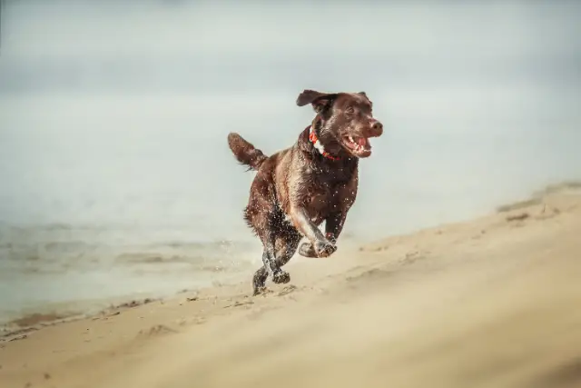 Labrador running