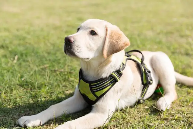 labrador service dog