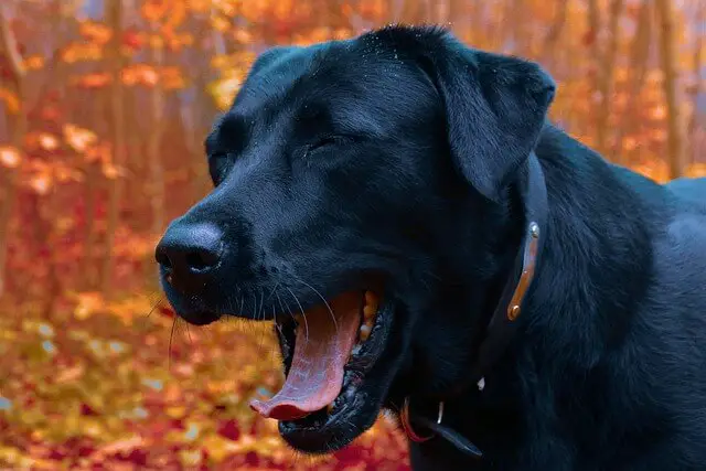 labrador yawning