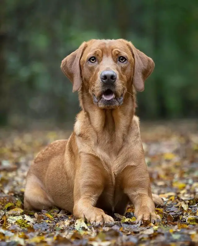 labrador