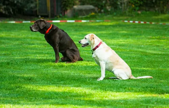 Labradores esperando