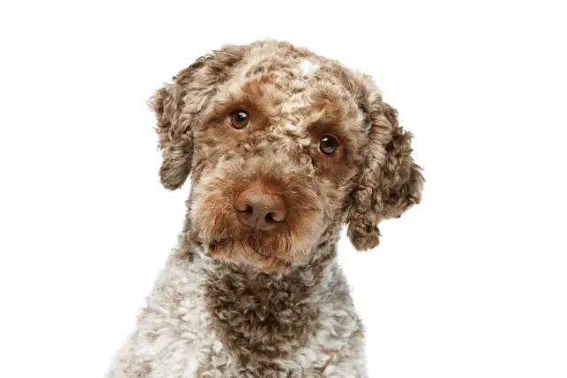 Lagotto Romagnolo 