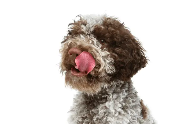 Lagotto Romagnolo 