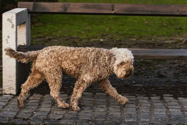 Lagotto Romagnolo 