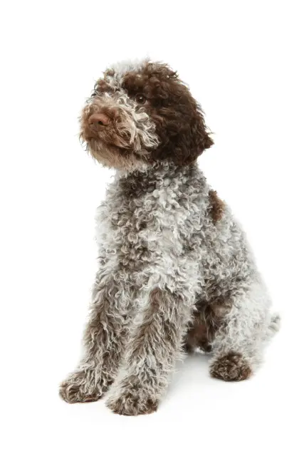 Lagotto Romagnolo 