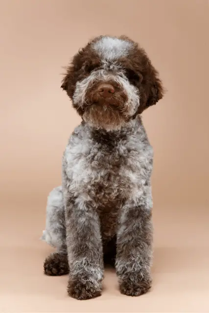 Lagotto Romagnolo 