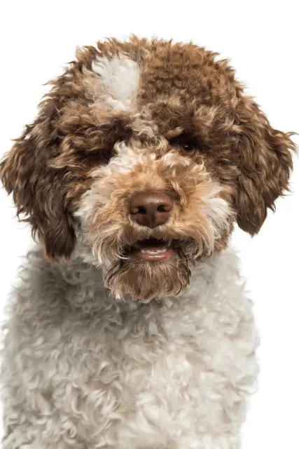 Lagotto Romagnolo 