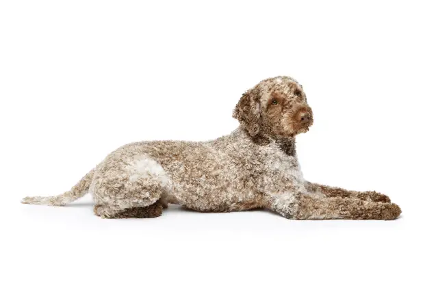 Lagotto Romagnolo 