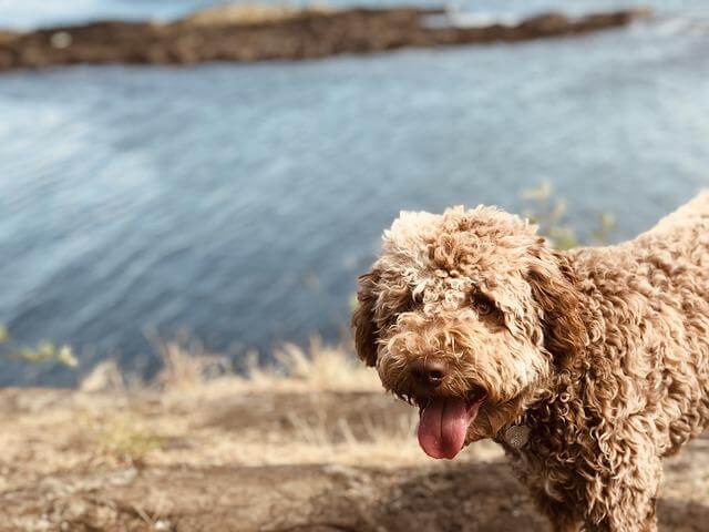 lagotto-romagnolo near water