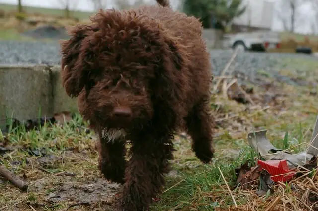 lagotto romagnolo running