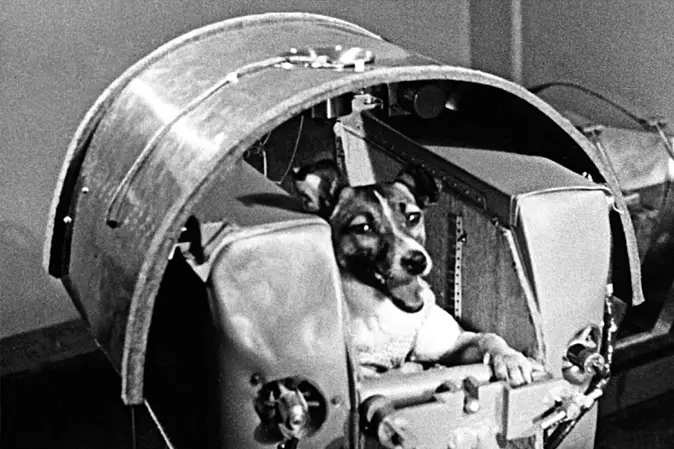 laika in space