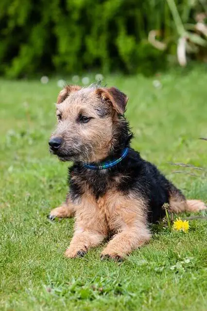 lakeland terrier