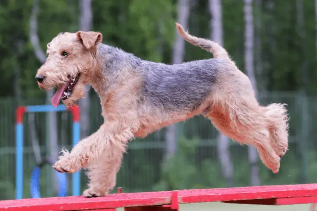 Lakeland Terrier