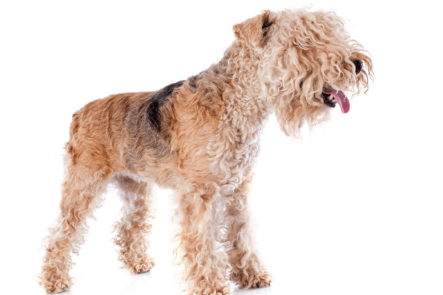 Lakeland Terrier