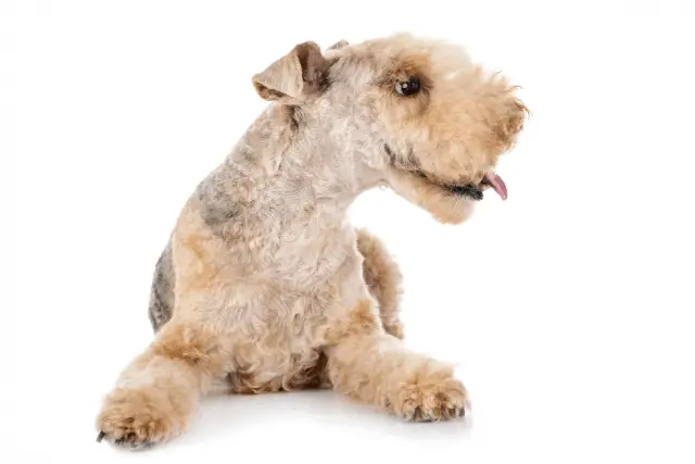 Lakeland Terrier