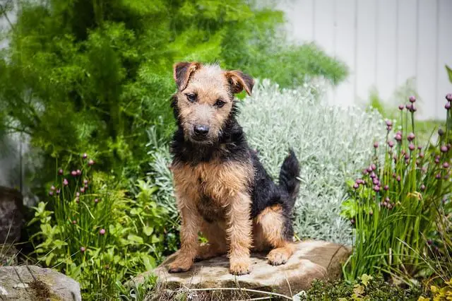 lakeland-terrier in garden