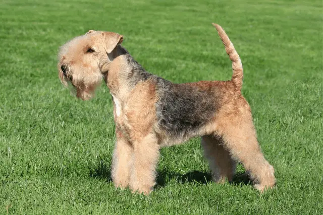 Lakeland Terrier