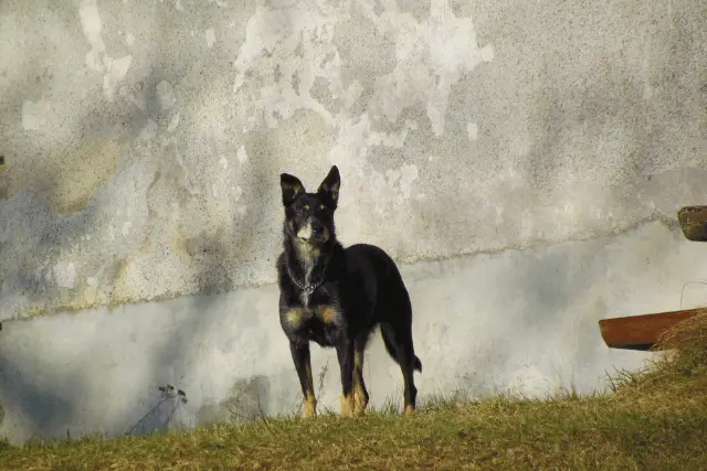 Lancashire Heeler