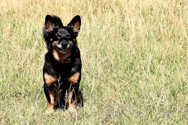 Lancashire Heeler