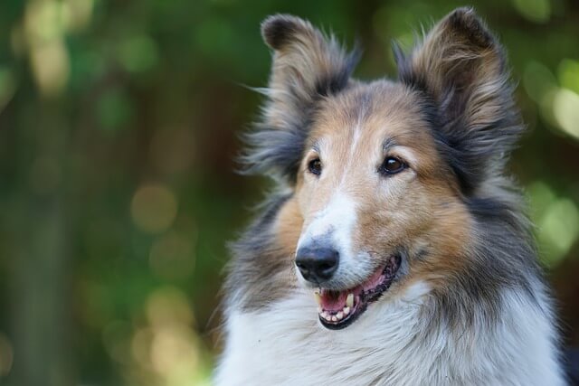 lassie