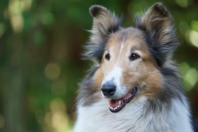 Famous Dogs in History: Pal: The First Lassie