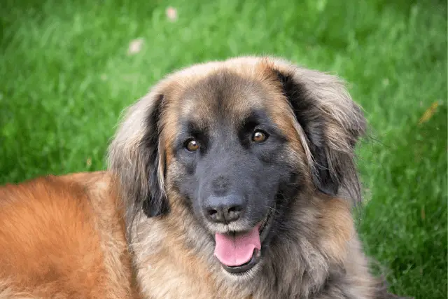 Leonberger