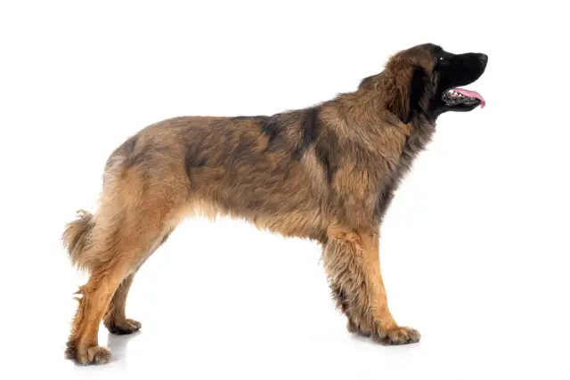 Leonberger