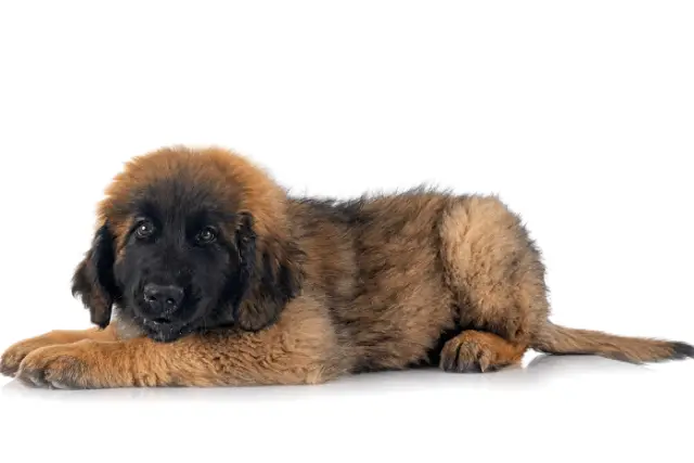 Leonberger puppy