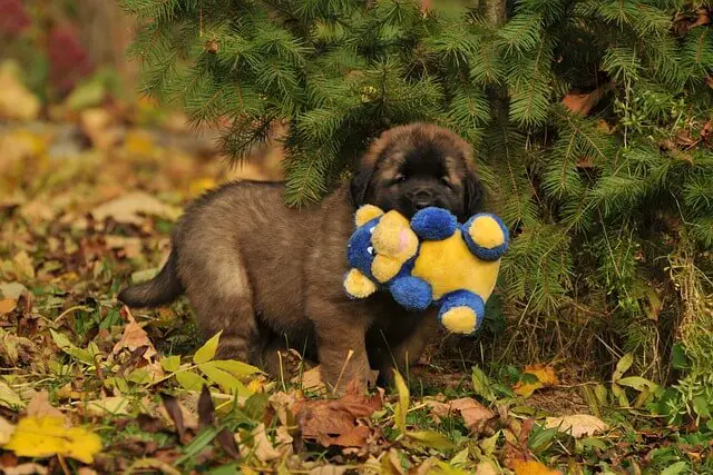 cachorro leonberger con juguete
