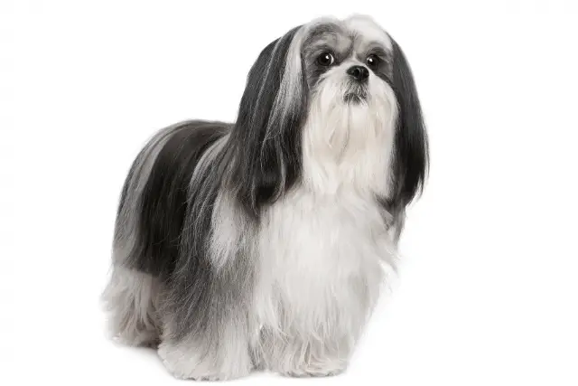 Lhasa Apso