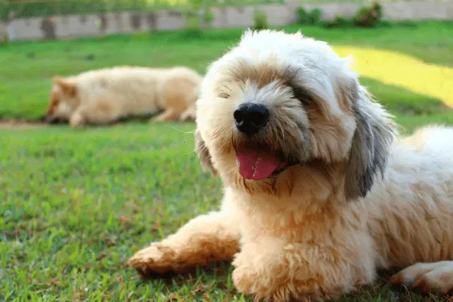 Lhasa Apso