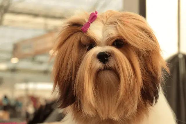 Lhasa Apso