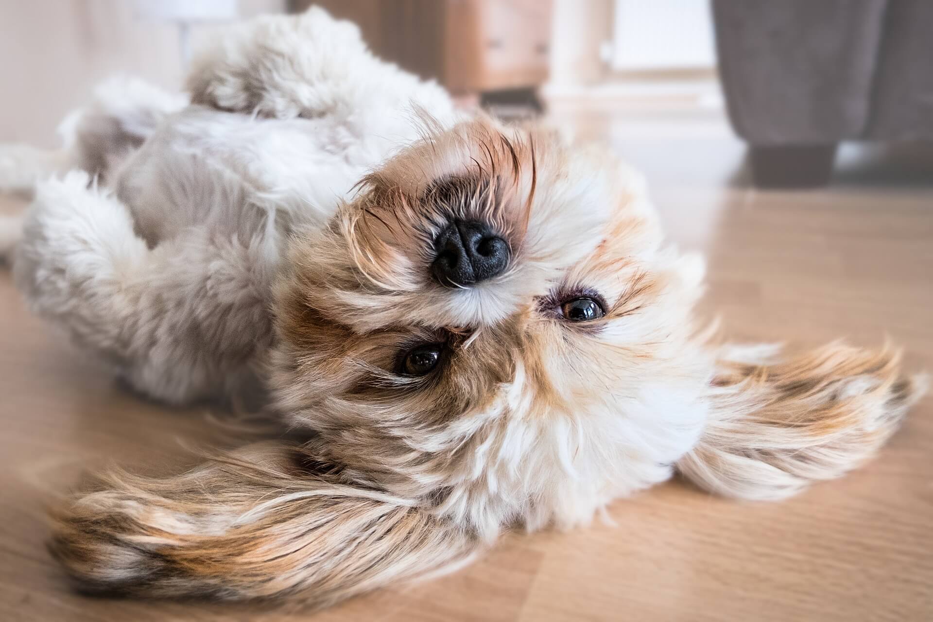 lhasa apso dog on back