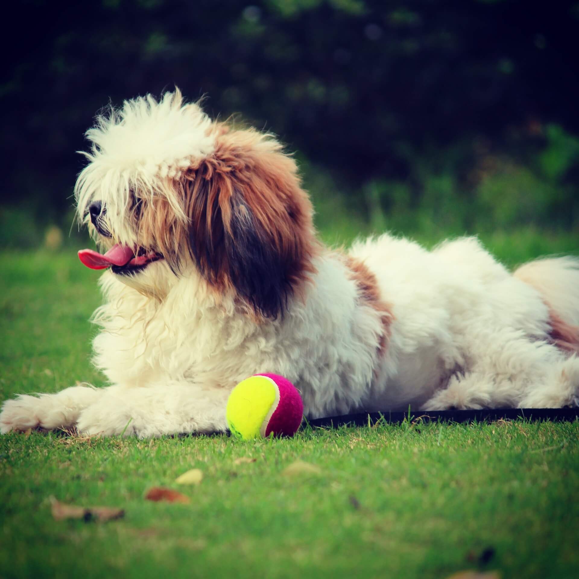 lhasa apso dog on grass