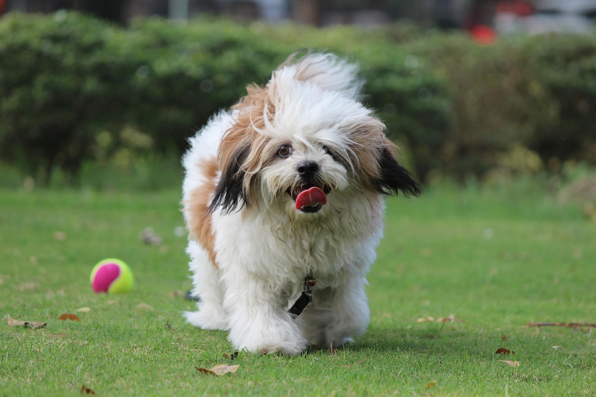 Lhasa Apso Dog Playing WuG7wadWFD 