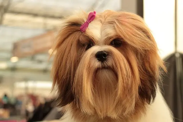 lhasa apso dog show